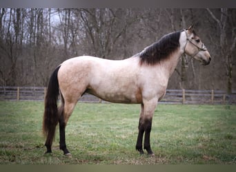 American Morgen Horse, Merrie, 7 Jaar, 152 cm, Buckskin