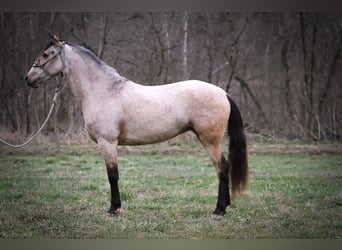 American Morgen Horse, Merrie, 7 Jaar, 152 cm, Buckskin