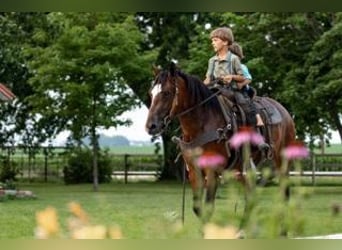 American Morgen Horse, Merrie, 7 Jaar, 155 cm, Roodbruin