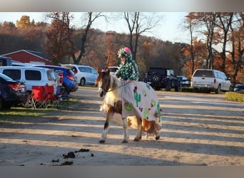 American Morgen Horse, Merrie, 8 Jaar, 137 cm, Buckskin