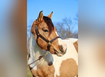 American Morgen Horse, Merrie, 8 Jaar, 137 cm, Buckskin