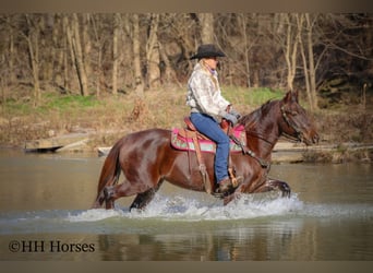 American Morgen Horse, Merrie, 8 Jaar, 150 cm, Bruin