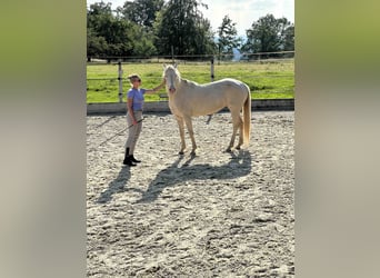 American Morgan Horse, Stute, 8 Jahre, 155 cm, Perlino