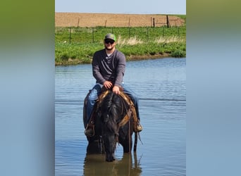 American Morgen Horse, Ruin, 10 Jaar, 155 cm, Roan-Blue