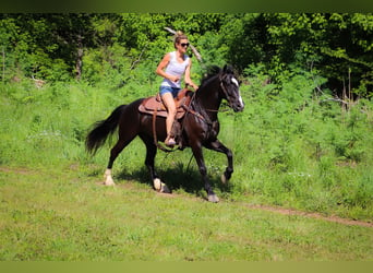 American Morgen Horse, Ruin, 13 Jaar, 150 cm, Zwart