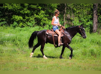 American Morgen Horse, Ruin, 13 Jaar, 150 cm, Zwart