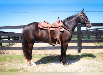 American Morgen Horse, Ruin, 13 Jaar, 150 cm, Zwart