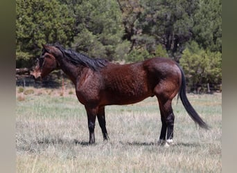 American Morgen Horse, Ruin, 14 Jaar, 145 cm, Roodbruin