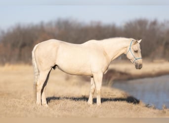 American Morgen Horse Mix, Ruin, 14 Jaar, 157 cm, Dunalino