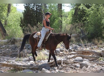 American Morgen Horse, Ruin, 15 Jaar, 145 cm, Roodbruin