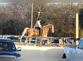American Morgen Horse Mix, Ruin, 15 Jaar, 157 cm, Palomino