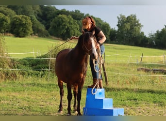 American Morgen Horse, Ruin, 2 Jaar, 150 cm, Bruin