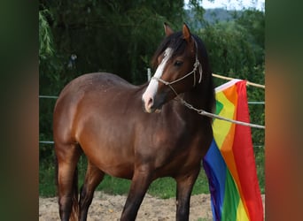 American Morgen Horse, Ruin, 2 Jaar, 150 cm, Bruin