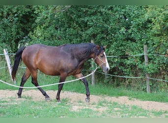 American Morgen Horse, Ruin, 2 Jaar, 150 cm, Bruin