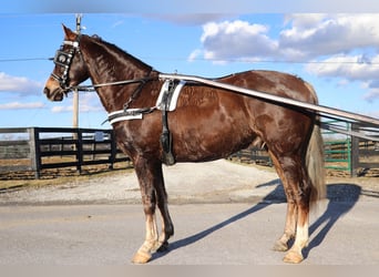 American Morgen Horse, Ruin, 4 Jaar, Brauner