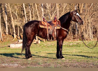 American Morgen Horse, Ruin, 5 Jaar, 147 cm, Zwart