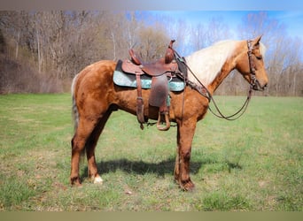 American Morgen Horse, Ruin, 5 Jaar, 150 cm, Palomino