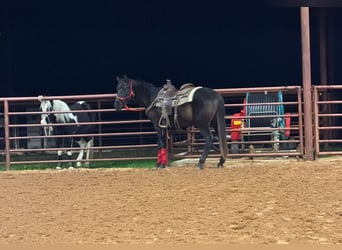 American Morgen Horse, Ruin, 5 Jaar, 152 cm, Zwart