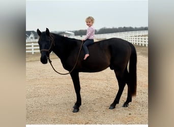 American Morgen Horse, Ruin, 5 Jaar, 152 cm, Zwart