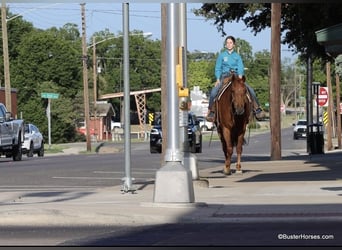 American Morgen Horse, Ruin, 5 Jaar, Donkere-vos