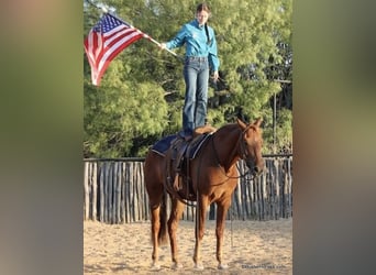 American Morgen Horse, Ruin, 5 Jaar, Donkere-vos