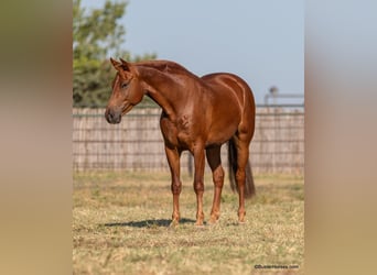 American Morgen Horse, Ruin, 5 Jaar, Donkere-vos