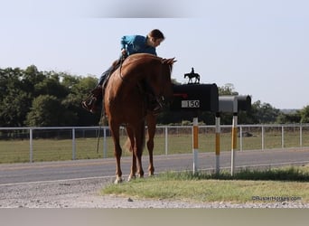 American Morgen Horse, Ruin, 6 Jaar, Donkere-vos