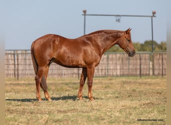 American Morgen Horse, Ruin, 6 Jaar, Donkere-vos