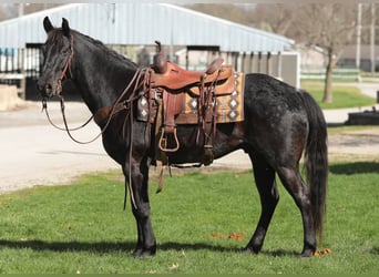 American Morgen Horse, Ruin, 8 Jaar, 155 cm, Roan-Blue