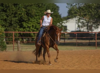 American Morgan Horse, Wallach, 8 Jahre, 155 cm, Rotfuchs