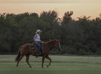 American Morgen Horse, Ruin, 8 Jaar, 155 cm, Roodvos