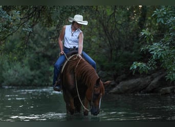 American Morgan Horse, Wallach, 8 Jahre, 155 cm, Rotfuchs