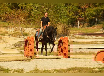 American Morgen Horse, Ruin, 8 Jaar, 155 cm, Zwart