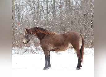 American Morgen Horse Mix, Ruin, 9 Jaar, 145 cm, Buckskin