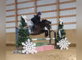 American Morgen Horse Mix, Ruin, 9 Jaar, 145 cm