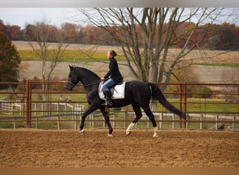 American Morgen Horse, Ruin, 9 Jaar, 155 cm