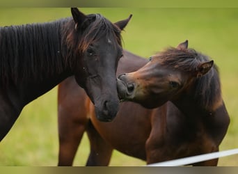 American Morgen Horse, Semental, 1 año, 153 cm, Castaño oscuro