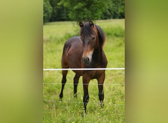 American Morgen Horse, Semental, 1 año, 153 cm, Castaño oscuro