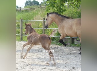 American Morgen Horse, Semental, 1 año, 154 cm
