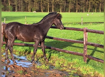 American Morgen Horse, Semental, 1 año, 155 cm, Castaño oscuro
