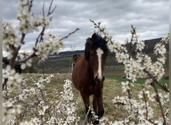American Morgen Horse, Semental, 1 año, 160 cm, Castaño