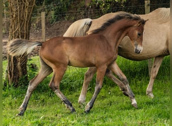 American Morgen Horse, Semental, , 150 cm, Castaño
