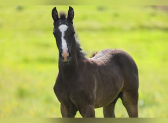 American Morgen Horse, Semental, Potro (05/2026), 157 cm, Negro