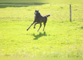 American Morgen Horse, Semental, Potro (05/2026), 157 cm, Negro