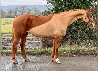 American Morgen Horse, Yegua, 10 años, 60 cm, Castaño