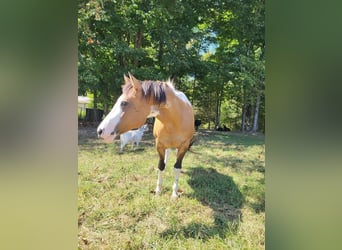 American Morgen Horse, Yegua, 10 años, 60 cm, Castaño claro