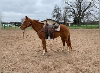 American Morgen Horse, Yegua, 12 años, 60 cm, Castaño