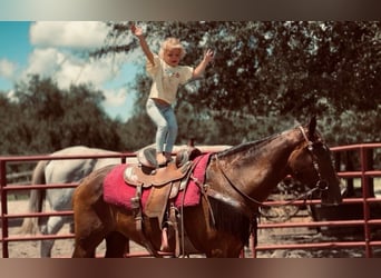 American Morgen Horse, Yegua, 15 años, 152 cm, Alazán rojizo