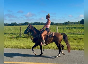 American Morgen Horse, Yegua, 15 años, 152 cm, Alazán rojizo