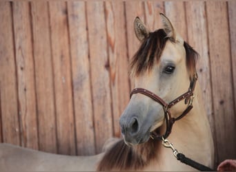 American Morgen Horse, Yegua, 1 año, 150 cm, Buckskin/Bayo